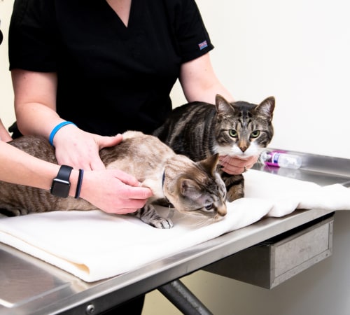 Dermatology Services | AnimERge, Somerset County Vet