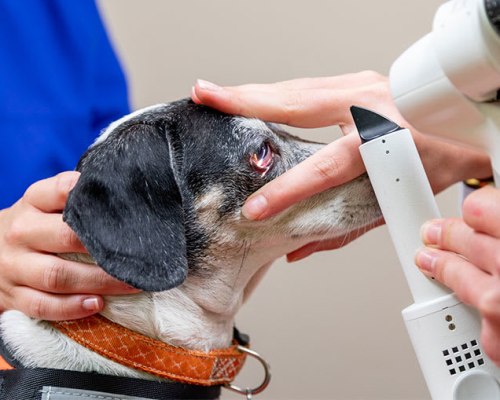 Veterinary Ophthalmology in Somerset County Somerset County Pet