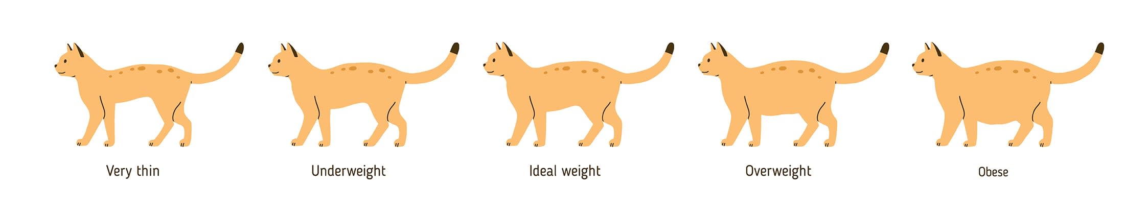 مخطط القط زيادة الوزن
